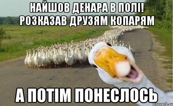 Найшов денара в полі! розказав друзям копарям а потім понеслось, Мем гуси