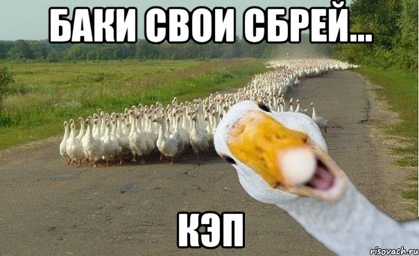 Баки свои сбрей... КЭП, Мем гуси