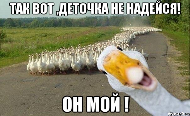 Так вот ,деточка не надейся! Он мой !, Мем гуси