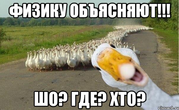 Физику объясняют!!! Шо? Где? Хто?, Мем гуси