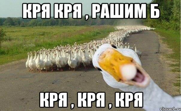 Кря кря , рашим Б Кря , кря , кря, Мем гуси