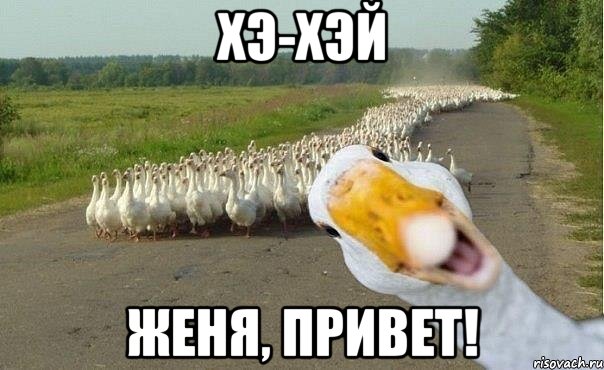 хэ-хэй Женя, привет!, Мем гуси