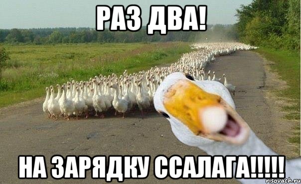 раз два! НА ЗАРЯДКУ ССАЛАГА!!!!!, Мем гуси