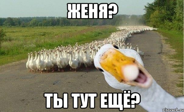 Женя? Ты тут ещё?, Мем гуси