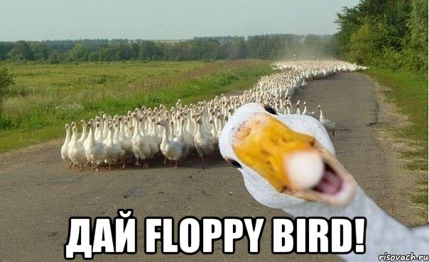  Дай floppy bird!, Мем гуси