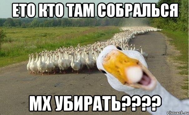 Ето кто там собралься мх убирать????, Мем гуси