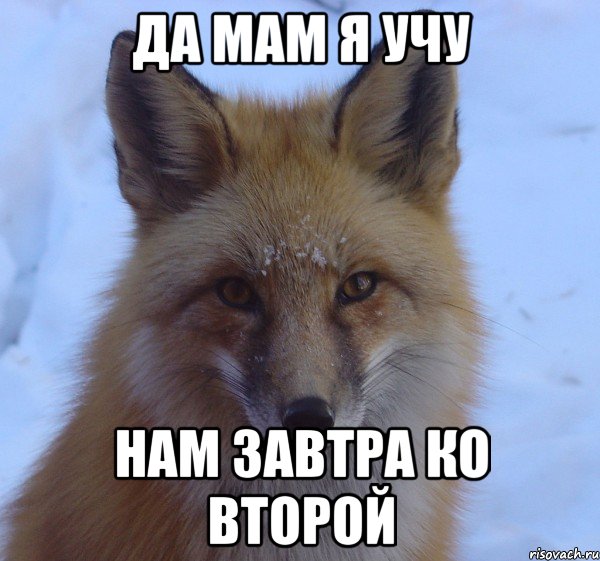 да мам я учу нам завтра ко второй