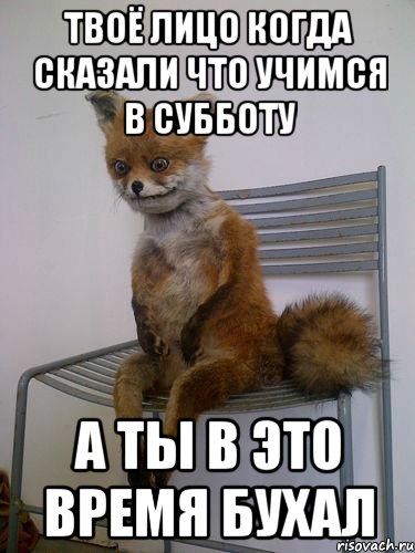 твоё лицо когда сказали что учимся в субботу а ты в это время бухал, Мем Упоротая лиса