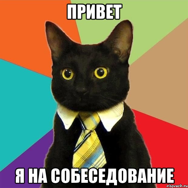привет я на собеседование, Мем  Кошечка