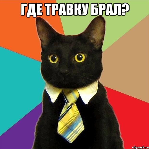Где травку брал? , Мем  Кошечка