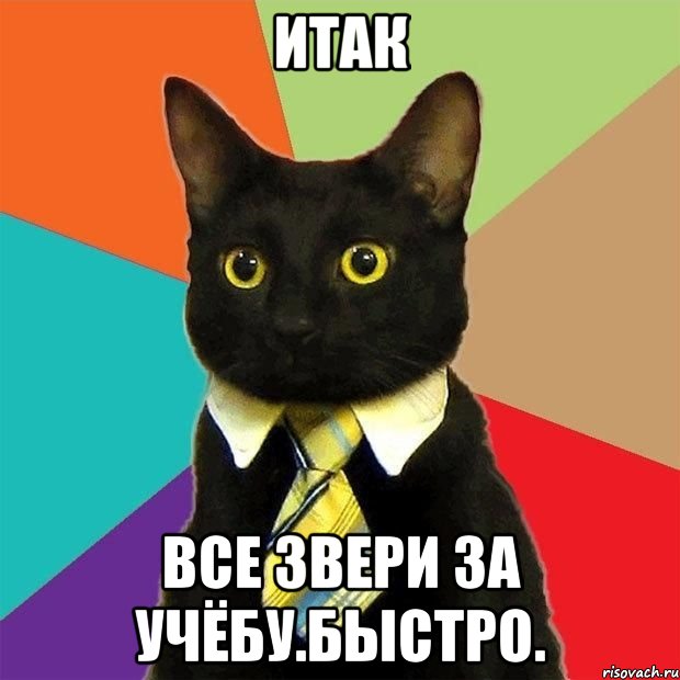 Итак Все звери за учёбу.БЫСТРО., Мем  Кошечка