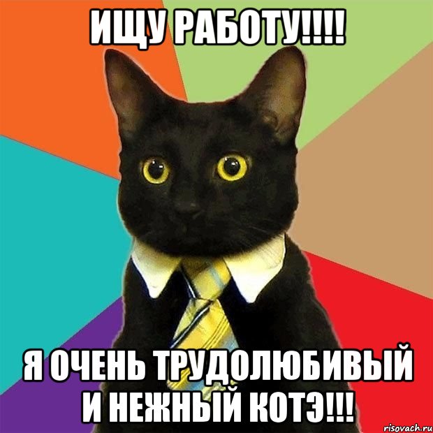 ИЩУ РАБОТУ!!!! я очень трудолюбивый и нежный котэ!!!, Мем  Кошечка