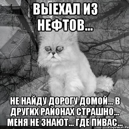 Выехал из нефтов... Не найду дорогу домой... в других районах страшно... меня не знают... где пивас..., Комикс  кот безысходность