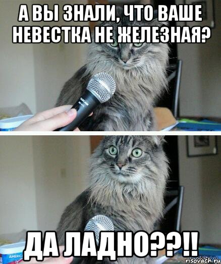 А вы знали, что ваше невестка не железная? Да ладно??!!, Комикс  кот с микрофоном