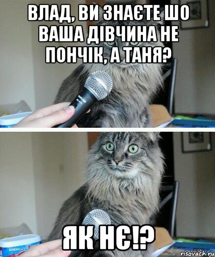 Влад, ви знаєте шо ваша дівчина не пончік, а таня? як нє!?, Комикс  кот с микрофоном