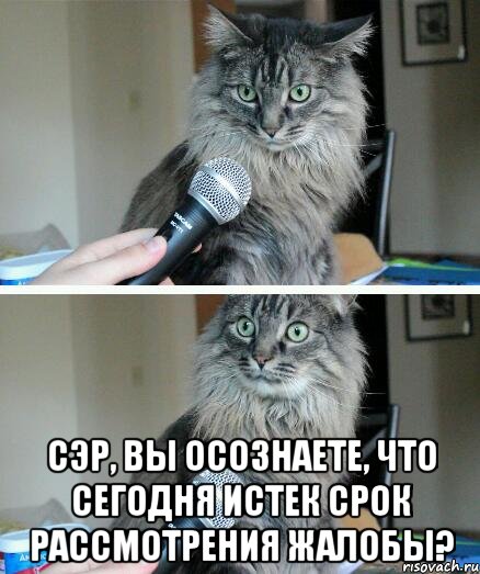  Сэр, вы осознаете, что сегодня истек срок рассмотрения жалобы?, Комикс  кот с микрофоном