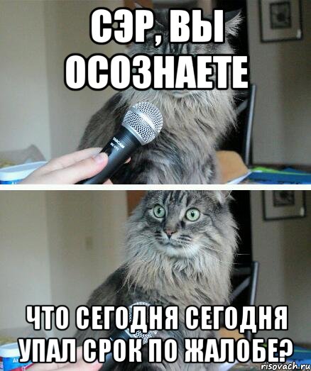 Сэр, вы осознаете что сегодня сегодня упал срок по жалобе?, Комикс  кот с микрофоном