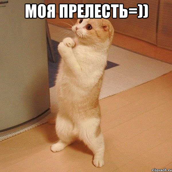 моя прелесть=)) , Мем  котэ молится