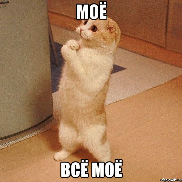 моё всё моё, Мем  котэ молится