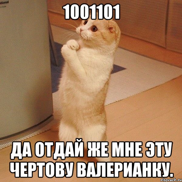 1001101 Да отдай же мне эту чертову валерианку., Мем  котэ молится