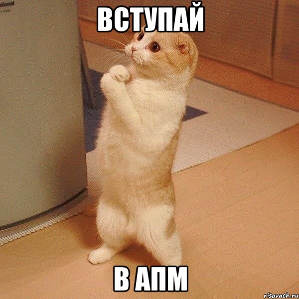 Вступай в АПМ, Мем  котэ молится