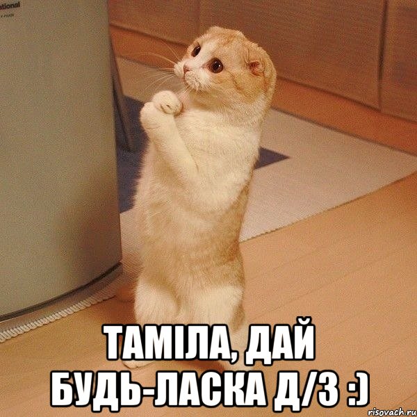  Таміла, дай будь-ласка д/з :), Мем  котэ молится