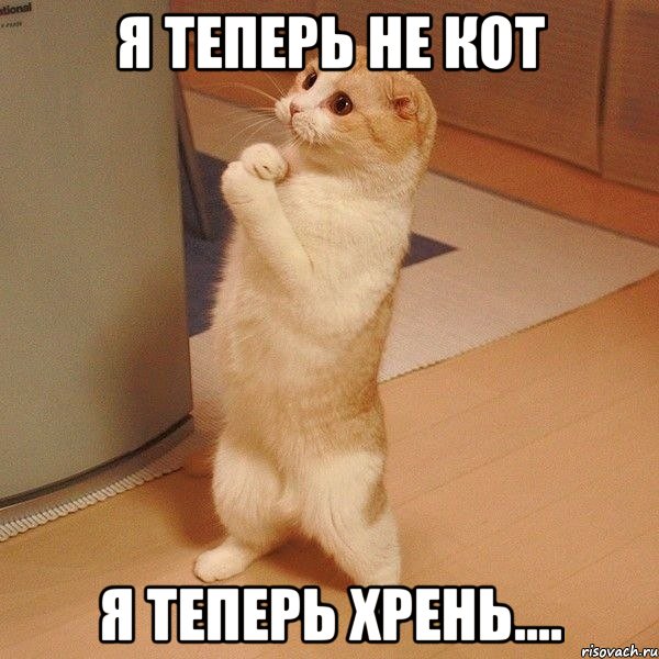 я теперь не кот я теперь хрень...., Мем  котэ молится