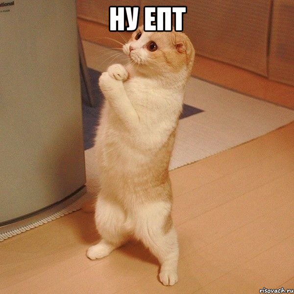 Ну епт , Мем  котэ молится