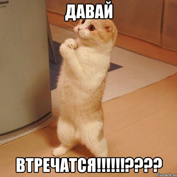 давай втречатся!!!!!!????, Мем  котэ молится