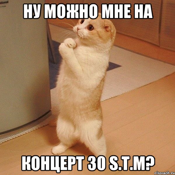 Ну можно мне на концерт 30 S.T.M?, Мем  котэ молится