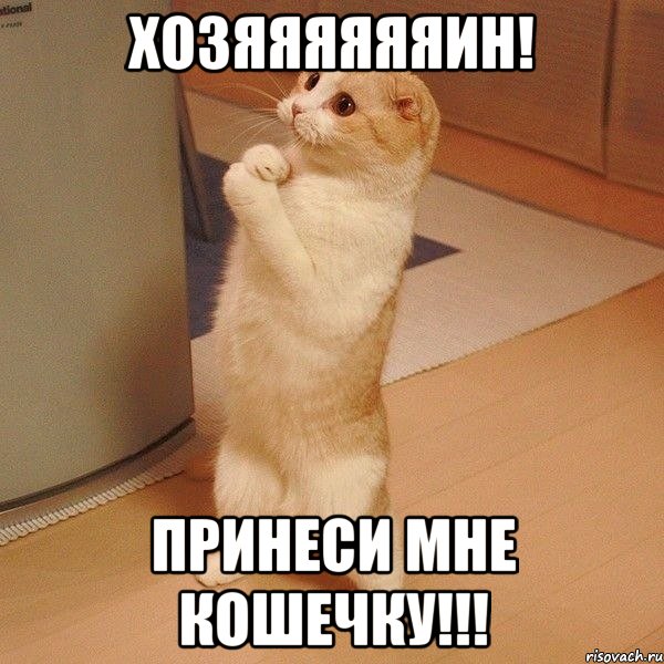 хозяяяяяяин! принеси мне кошечку!!!, Мем  котэ молится