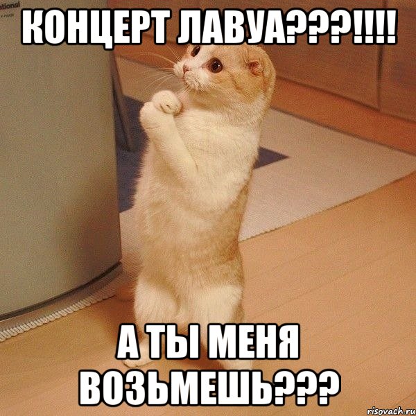 Концерт Лавуа???!!!! А ты меня возьмешь???, Мем  котэ молится