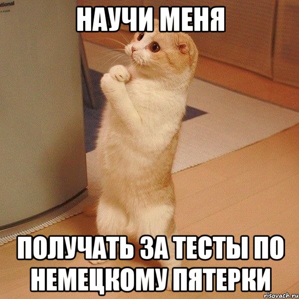 Научи меня получать за тесты по немецкому пятерки, Мем  котэ молится