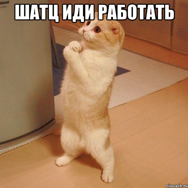 Шатц иди работать , Мем  котэ молится