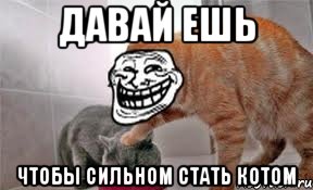 давай ешь чтобы сильном стать котом