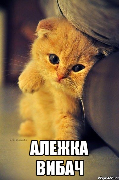  Алежка вибач