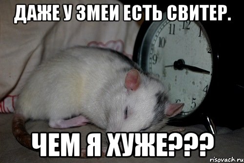 Даже у змеи есть свитер. Чем я хуже???