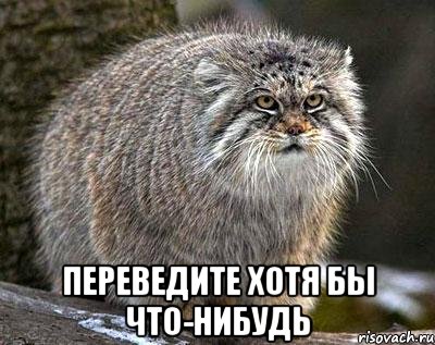  Переведите хотя бы что-нибудь