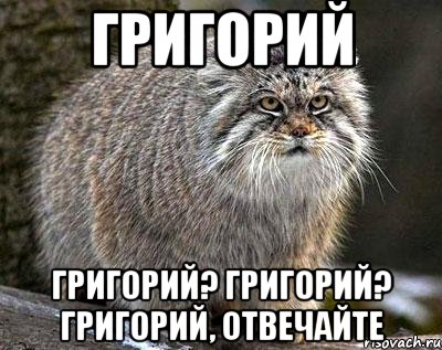 Григорий Григорий? Григорий? Григорий, отвечайте