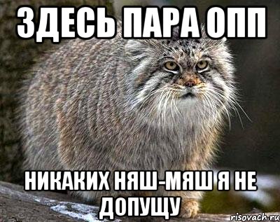 ЗДЕСЬ ПАРА ОПП НИКАКИХ НЯШ-МЯШ Я НЕ ДОПУЩУ