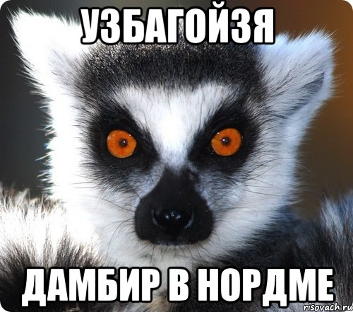 Узбагойзя Дамбир в нордме, Мем лемур