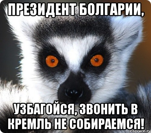 Президент Болгарии, Узбагойся, звонить в Кремль не собираемся!, Мем лемур