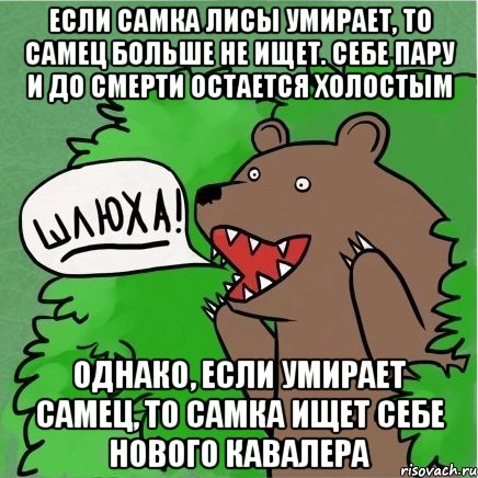 если самка лисы умирает, то самец больше не ищет. себе пару и до смерти остается холостым однако, если умирает самец, то самка ищет себе нового кавалера, Мем Медведь в кустах