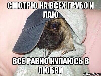 Смотрю на всех грубо и лаю Все равно купаюсь в любви