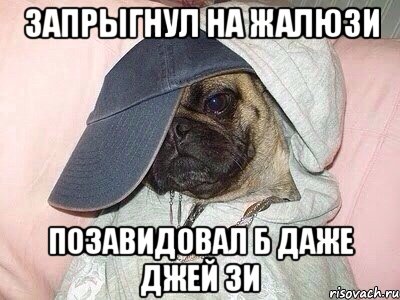 Запрыгнул на жалюзи Позавидовал б даже Джей Зи