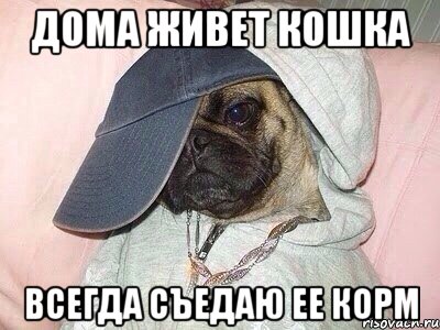 Дома живет кошка Всегда съедаю ее корм