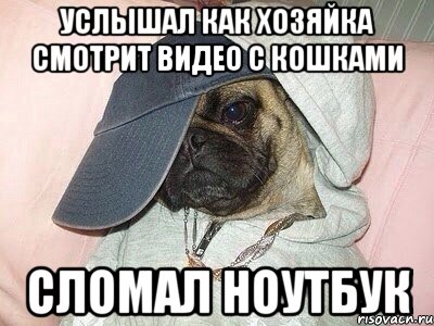 услышал как хозяйка смотрит видео с кошками сломал ноутбук