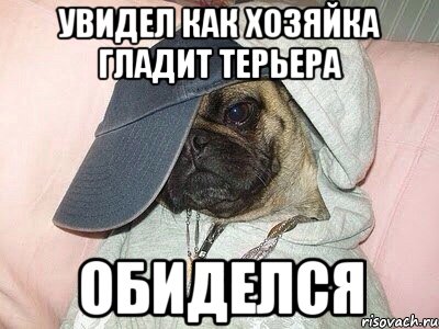 увидел как хозяйка гладит терьера обиделся