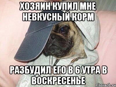 хозяин купил мне невкусный корм разбудил его в 6 утра в воскресенье