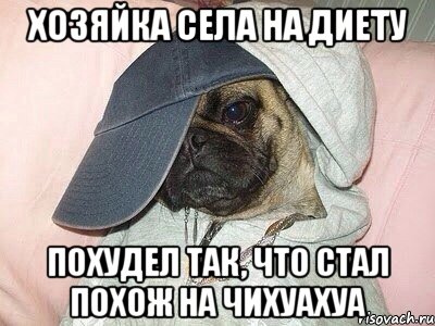 хозяйка села на диету похудел так, что стал похож на чихуахуа